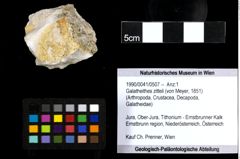 Foto (Objekt + Etiketten) von Galatheithes zitteli (von Meyer, 1851) 